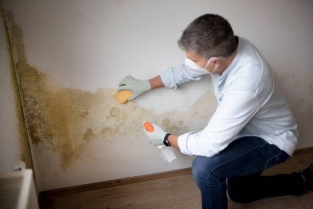 Best Water Damage & Mold Remediation  in Wyong, MI